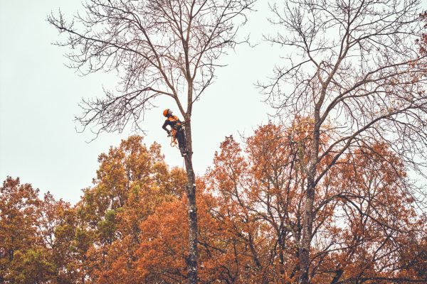 stihl_tree-climbing.jpg